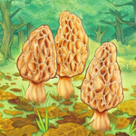 Morels for iOS