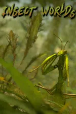 Insect Worlds