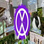 AVOlight.Space (Multiple Video Players)