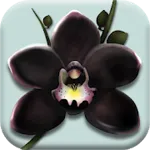 The Black Orchid - Orchids Nursery Idle Game