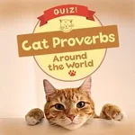 Quiz! Cat Proverbs Around the World