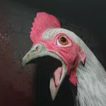 Chicken Feet