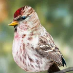 Birding Simulator: Bird Photographer