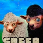 Sheep Collision