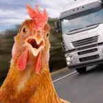 Chicken Royale: Challenge Run!