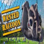 Wanted Raccoon