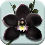 The Black Orchid - Orchids Nursery Idle Game