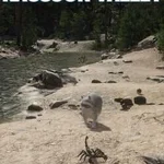 Cazzarion: Raccoon Valley