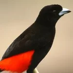 Quiz & Learn: Animals